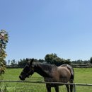 재연목장 이미지