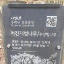 수락산 염불사 처진개벚나무 이미지