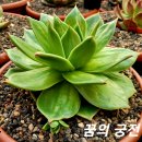 꿈의궁전 Daum카페