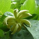 꽃과나무 이미지