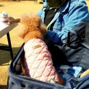 뚜뚜애견 이미지