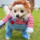 고양이 모자 | 웃음 만점 강아지 고양이 사자 변신 가발 옷 모자 코스튬 찐후기