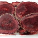 치악산 사슴농장 이미지