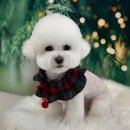 도그살롱 이미지