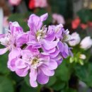 그린아이즈 이미지