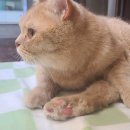 하이바이 동물위탁센터 대구점 | 대구고양이보호소 안전한 곳에서(Feat.구미,경북)