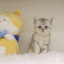 청평동물병원 | 청평고양이분양 믿을 수 있는 도레미캣