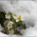 강원도자연환경연구공원 이미지