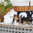 여주-0302 이미지