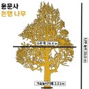 제388회 양평 용문산 11월1일 (첫째일요일) 이미지