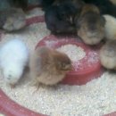 정종농장 이미지