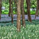 카페송림 이미지