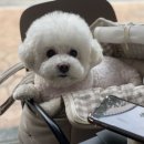 구름이 펫 미용샵 이미지