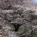 명품차이나 | [인천 차이나타운 카페 추천] 벚꽃 팝콘이 쏟아지는 통창 액자 뷰🌸 더선셋카페 솔직후기☕