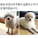 양이양이 이미지