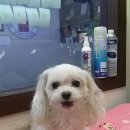 리즈애견미용 이미지