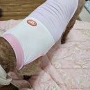 옷천지 | 다이소 강아지 대형견 옷 후기 2XL 성공후기 다음엔 4xl를?