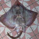 흑산홍어집 이미지