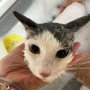 이츠펫 살롱 이미지