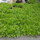 하늘농장5 이미지