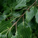 나무와나무 이미지