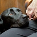 로얄동물메디컬센터w 이미지