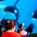 씨월드 피시 이미지