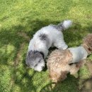 MJ Ground 휘트니스클럽 | 강아지랑 다녀온 소노펫 호텔 ,애견동반 여행후기