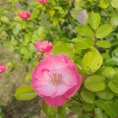 매천고등학교 이미지