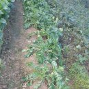 영복농장 이미지