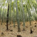 대한다원 이미지