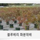 블루베리의 화분(포트), 백 재배 이미지