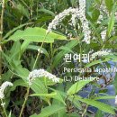 흰여뀌 이미지