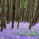 소나무숲아래 이미지