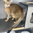 냥이는꿀꿀 이미지