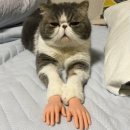냐옹이 - 영등포구 | 냐옹이