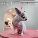 귀여븐댕 이미지