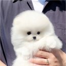 천안강아지분양 우리집퍼피 천안아산본점 (하이도그) | 천안강아지분양 우리집퍼피 천안아산본점 하이도그에서 건강한 반려견을 가족으로 맞이하기 위해 예비...