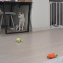 신디농장 이미지