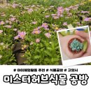 고양 미스터허브식물공방 방문후기 | 아이랑 실내체험 가볼만한곳
