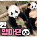 [바오가족] 사랑이 많은 아기곰 루이바오🐼💜 이미지