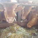 푸름목장 이미지