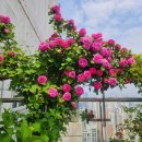 5월28일 인천송도 큰언니집 이미지