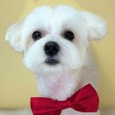 꽃남아 사랑해 이미지