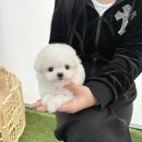 야옹아 멍멍해봐 삼각점 이미지