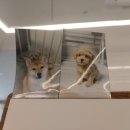 금쪽같은내강아지수제간식 이미지