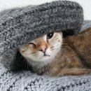 개청순한고양이 이미지
