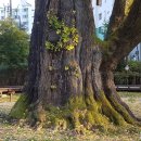 방학동 은행나무 이미지