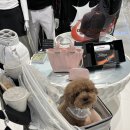 강남애견백화점 이미지