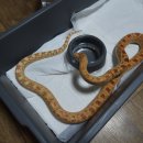 알비노랩 이미지